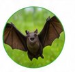 Bat exclusion and wildlife control