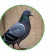 Bird control and nesting concerns