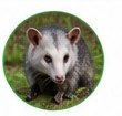 Opossum removal from residential properties