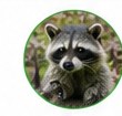 Raccoon wildlife removal service