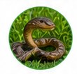 Snake removal and prevention