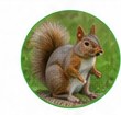 Squirrel control and exclusion